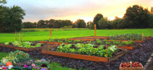 installation de jardin potager