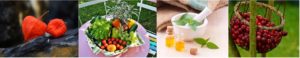 plantes gustatives