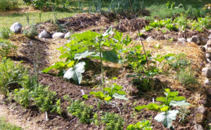 massif potager