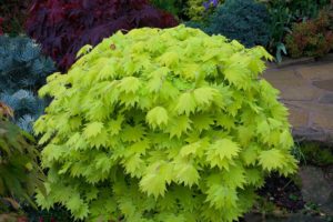 plantation jardin japonais erable shirasawanum