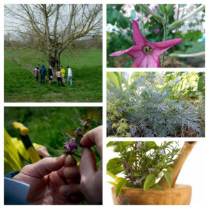 atelier-stages-annecy-plantes