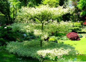 PLantation arbre ornemental cornus controversa variegata