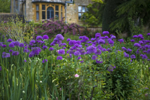 jardin paysagiste annecy mélange alliums