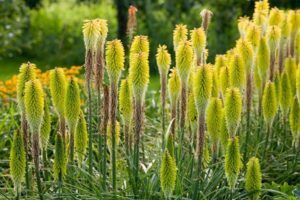 plantation fleurs-kniphofia-percy-pride