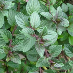 menthe chocolat plante aromatique