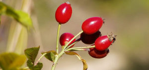 Cynorrhodon plantes et santé
