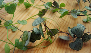 melange de matieres plantes et bois