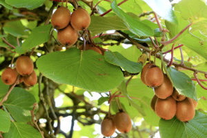 plantation arbre fruitier kiwi