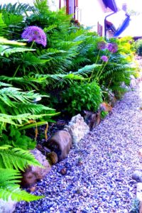 conception-jardin-fougere-alliums
