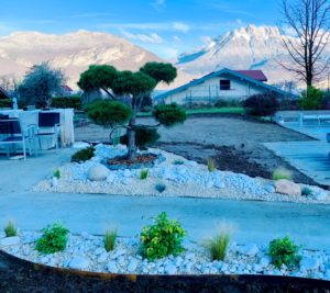 paysagiste-annecy-sevrier-pin-japonais